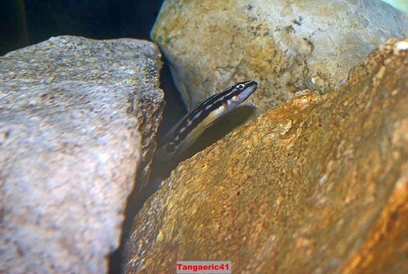 Julidochromis sp. 'ornatus kapampa' Nkorosha